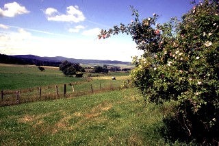 Bizzenbachtal, Blick über Wiesen und Felder im Taunus